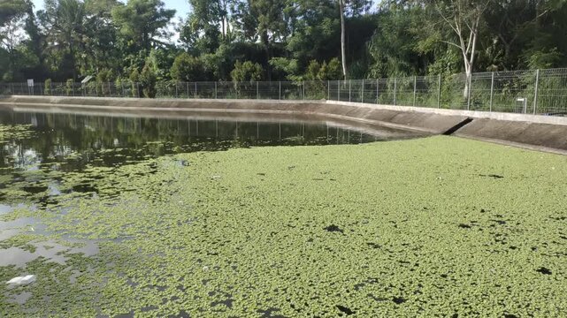 A patch of Azolla or Azolla pinnata plants growing abundantly in a water reservoir in Klaten, Indonesia.