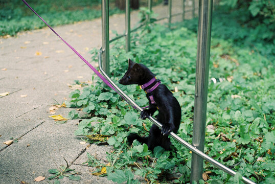 Black ferret on leash climbing park rail
