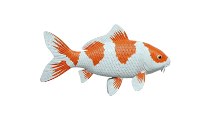 Orange and White Koi Fish