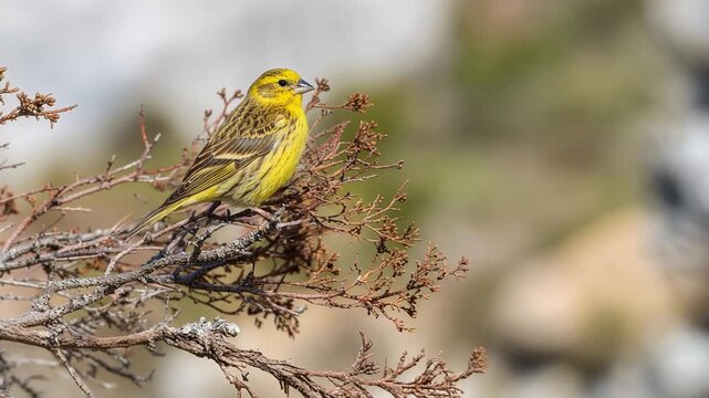 A Syrian Serin perched on a dry branch, evoking all the feels in a hyper-realistic close-up shot