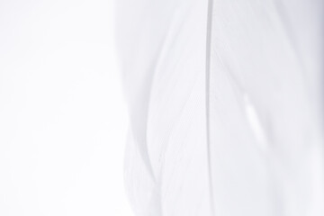 White Feather Pattern Background.Soft Feather Texture.Macro Photograph of Delicate Feathers
