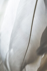 Gray feathers delicate background.Soft Feather Texture.Abstract Minimalist White Fabric Texture Background 