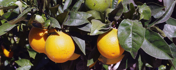 Fresh winter fruits on a southern California orange tree