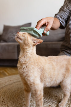 Cat grooming