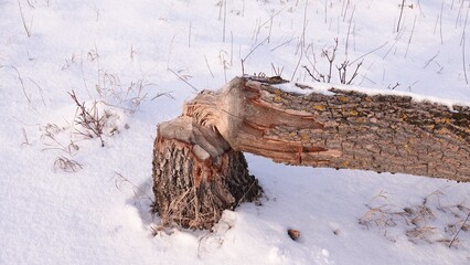 Powalone drzewa przez bobry w okresie zimowym © tomo81