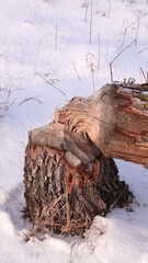 Powalone drzewa przez bobry w okresie zimowym © tomo81