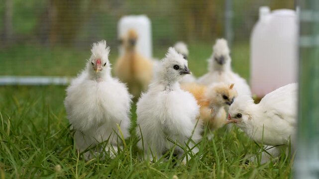 Happy silkie chicks sustainably raised in free range chicken coop. Domestic chicken on small backyard farm