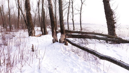 Krajobraz zimowy w lesie. Roślinność pokryta śniegiem. Biały śnieg leżący na konarach drzew © tomo81