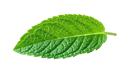 A vibrant green leaf, isolated on a black background, showing intricate vein details