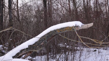 Krajobraz zimowy w lesie. Roślinność pokryta śniegiem. Biały śnieg leżący na konarach drzew © tomo81