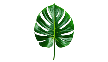 A vibrant, large, green monstera leaf isolated against a stark black background