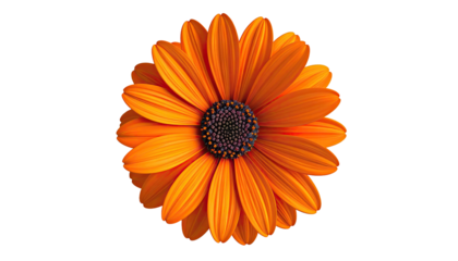 A vibrant orange daisy with a dark purple center, isolated against a stark black background