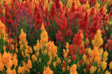 Celosia Argentea flowers are planted in alternating colors in the flower beds.
Pha Chao Khun in Neun Maprang district, Phitsanulok province. THAILAND