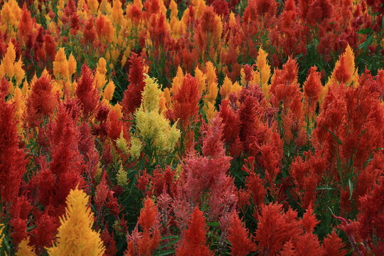 Celosia Argentea flowers are planted in alternating colors in the flower beds.
Pha Chao Khun in Neun Maprang district, Phitsanulok province. THAILAND