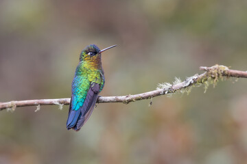 Fototapeta premium Colibrí Panterpe insigne posado en rama en el Cerro de la Muerte, Costa Rica