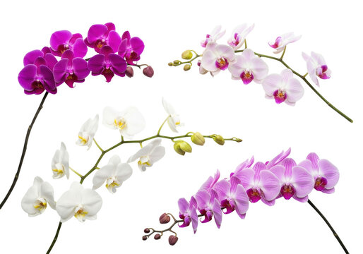 hyper-photorealistic flat lay of tropical orchid branches (purple, pink, white phalaenopsis, dendrobium) displaying velvety texture, sharp stamens, isolated on a transparent background with zero