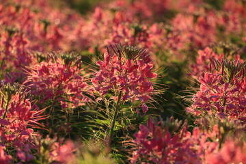 Spider Flower (Cleome speciosa) is a popular ornamental annual known for its tall, showy, spider-like blooms in pink, purple or white,,attracting pollinators like bees and butterflies.
THAILAND