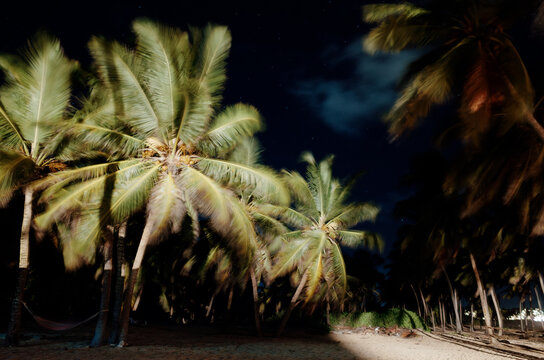 Silhouetted Palm Trees Sway Gently in Night Breeze on the Beach