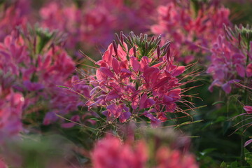 Spider Flower (Cleome speciosa) is a popular ornamental annual known for its tall, showy, spider-like blooms in pink, purple or white,,attracting pollinators like bees and butterflies.
THAILAND