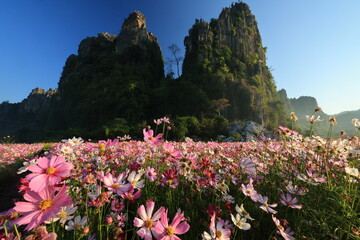 Vibrant cosmos flowers on a winter day, amidst several beautiful flower beds in flower garden. Pha Chao Khun in Neun Maprang district, Phitsanulok province. THAILAND