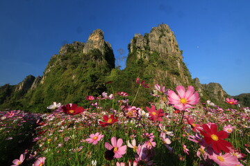 Vibrant cosmos flowers on a winter day, amidst several beautiful flower beds in flower garden. Pha Chao Khun in Neun Maprang district, Phitsanulok province. THAILAND