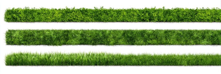 Three rows of green foliage, grasses, and plants on a white background