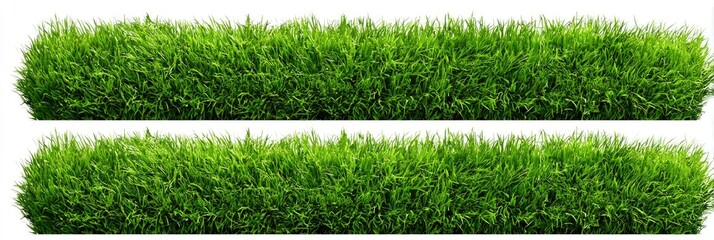 Two rows of vibrant, dense green grass against a white background