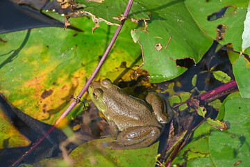 蓮の上のウシガエル