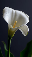 Elegant Calla Lily Flower on Dark Background &ndash; Luxury Floral Art and Botanical Beauty