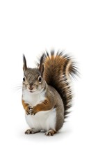 Obraz premium Alert Red Squirrel with Clasped Paws and Bushy Tail Isolated on a Bright White Background.