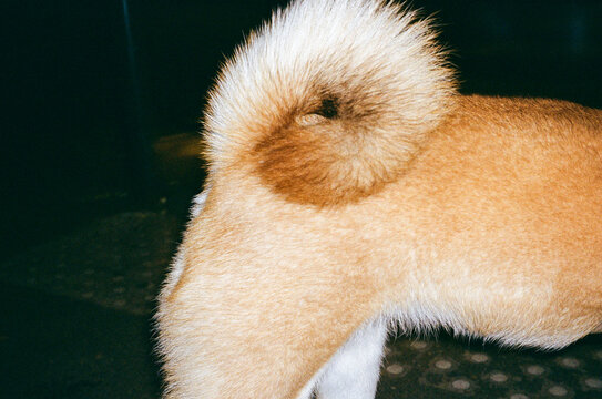 Detail of a Dog With a Fluffy Tail 