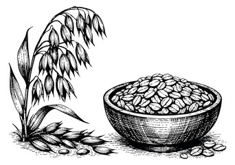 Hand drawn line art cereal set featuring an oat plant and a bowl of grains for healthy food and agricultural products