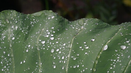 Water droplets on taro leaves. Green and fresh.