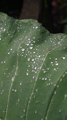 Water droplets on taro leaves. Green and fresh.