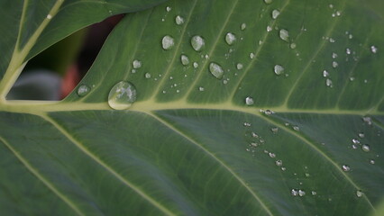 Water droplets on taro leaves. Green and fresh.