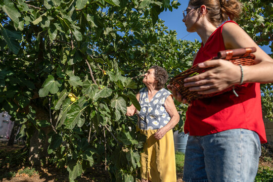 Grandmother and granddaughter Harvesting Figs in a Summer Orchard