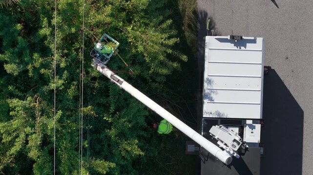 Technician worker cutting tree branches from the electrical power cable area to reduce power outages.