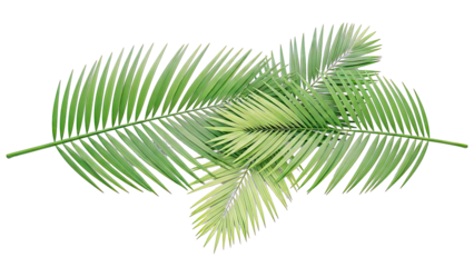 Green Palm Fronds Overlap on White Background