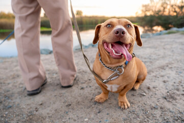 happy dog sitting by owner 