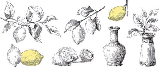Lemons and branches on transparent background