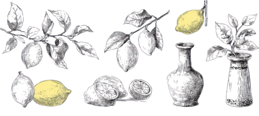 Lemons and branches on transparent background