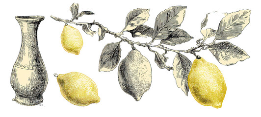 Lemons and vase on transparent background