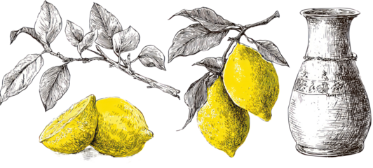 Lemons and pitcher on transparent background