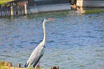 風に吹かれるアオサギ