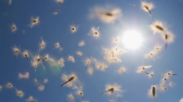 Poplar fluff seeds flying against the blue sky.