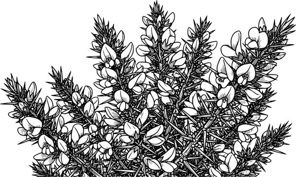 Monochrome etching showcasing clusters of gorse flowers and pric
