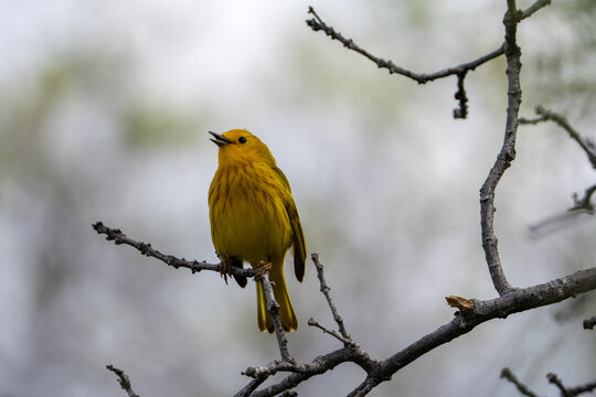 Northern Yellow Warbler, Black Canyon of the Gunnison National Park, Colorado