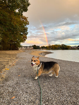 Corgi on a Walk
