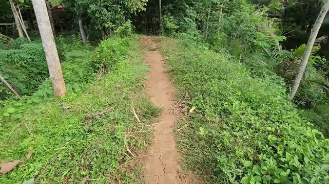 Narrow earthen ridge path through lush tropical grassland. Simple dirt trail across green hillside with wild plants. Countryside track along vegetated embankment under daylight. Outdoor walkway on rur