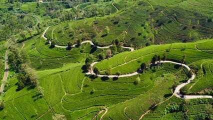 Aerial drone view of lush green tea fields in Nuwara Eliya, Sri Lanka, revealing rolling hills and endless plantations. © alberto